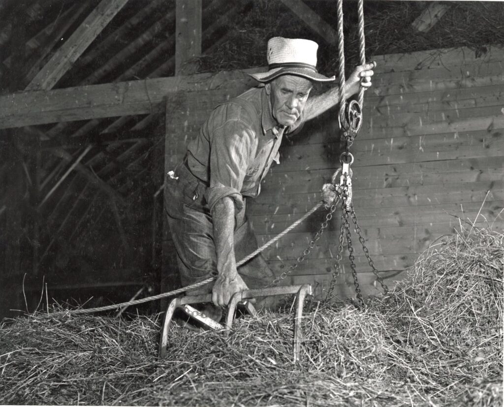 In a barn loft, a man with his hand on a rope pulley grabs hay with a horse fork.