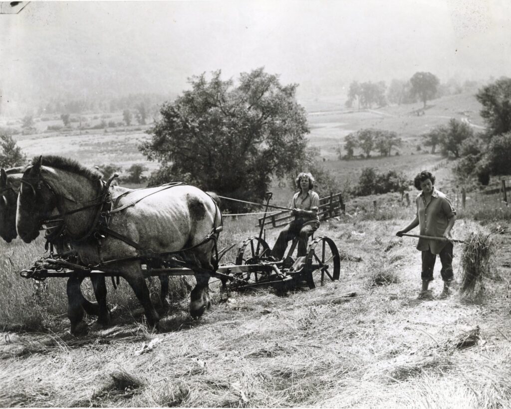In a field, a woman sits on a farm vehicle drawn by two horses, while another woman lifts cut hay. 