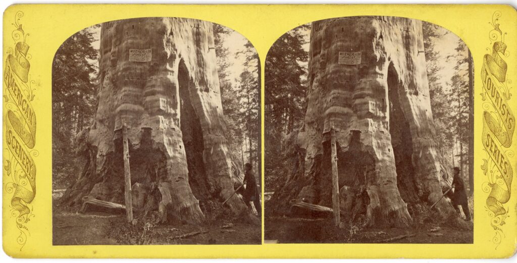 Two photographs mounted side by side on a yellow card showing a giant tree with a man at the bottom for scale.