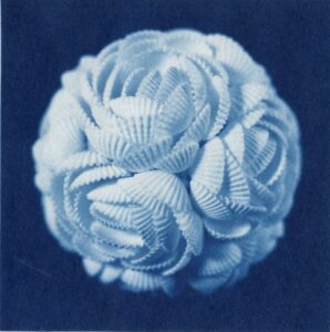Blue-toned photograph of a round ball made of white shells.