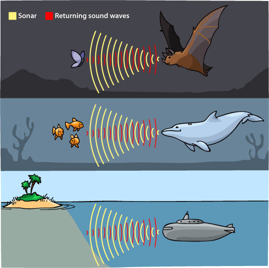 Mechanical Echolocation Disturbs Natural Echolocators