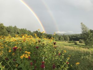 fields and flowers with rainbow