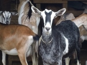 DSC00099 Does' Leap Farm Goats