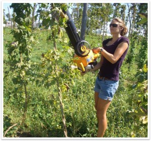 UVM PSS Lily Calderwood collecting insects as part of her SARE graduate student grant.