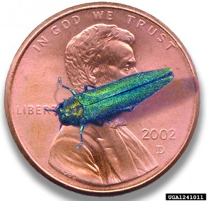 Emerald Ash Borer