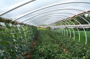 Greenhouse hoop cukes and tomatoes