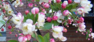 Apple Blossoms