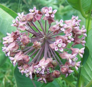 milkweed flower