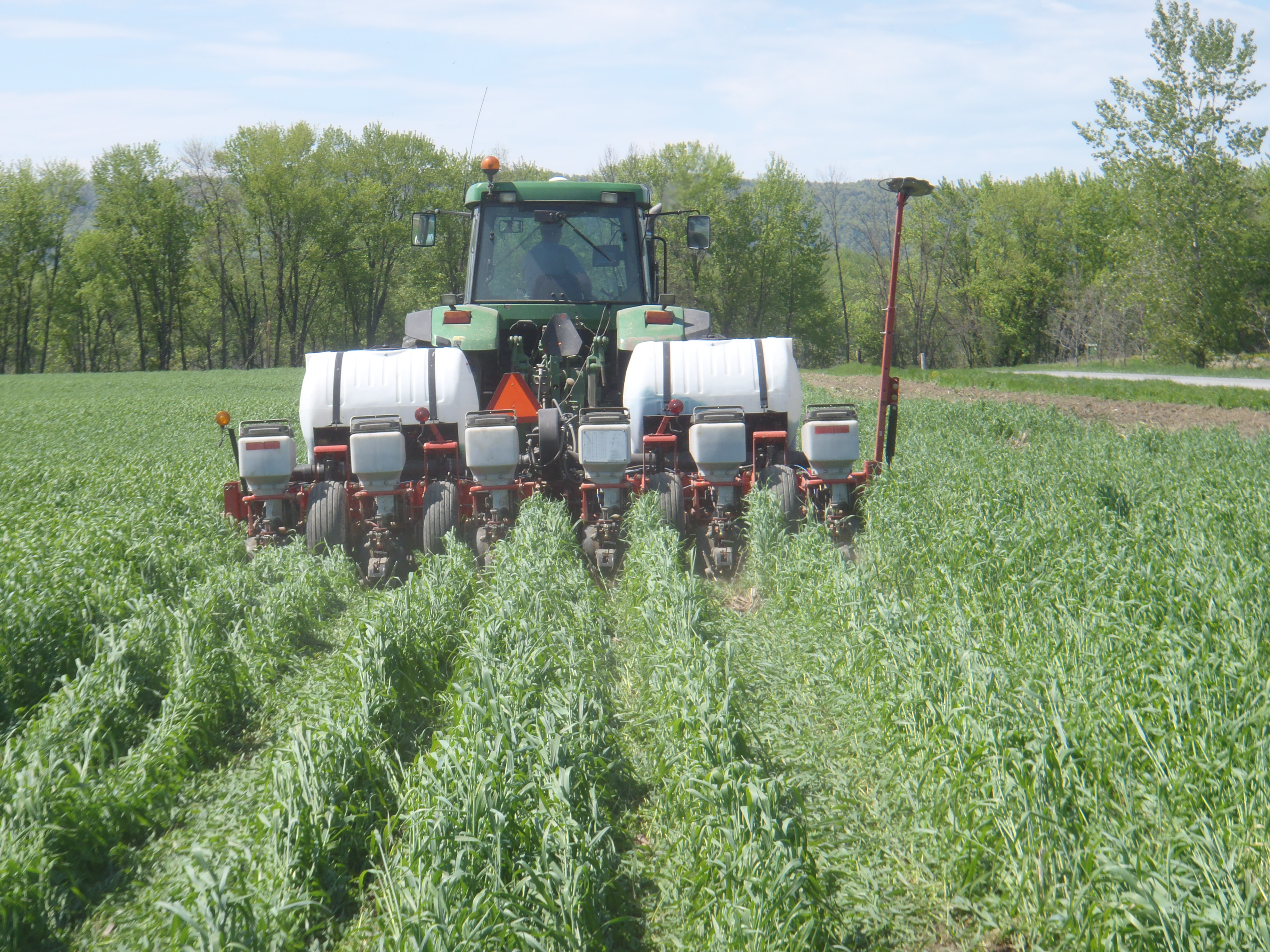 Planting Green:  no-till planting corn into a standing crop of winter rye