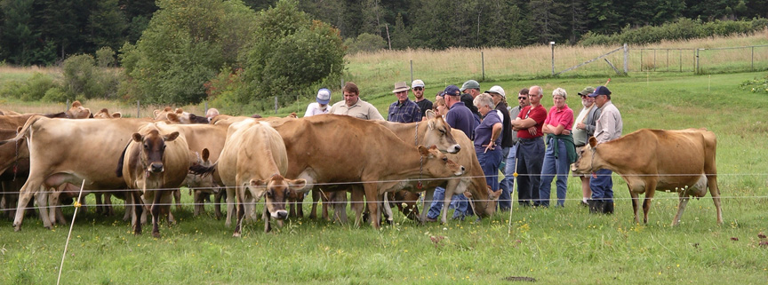 Teach Your Livestock to Eat Weeds