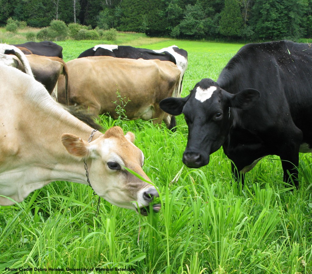 Organic dairy cows grazing.