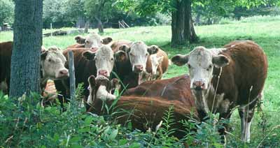 Should Vermonters Embrace “Meatless Mondays?”