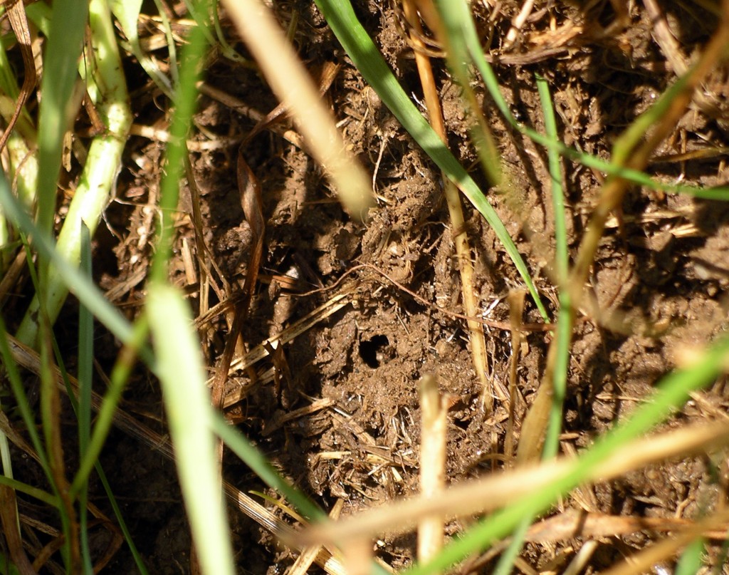 This is what we're here to see!  Healthy soil has plenty of worm holes.