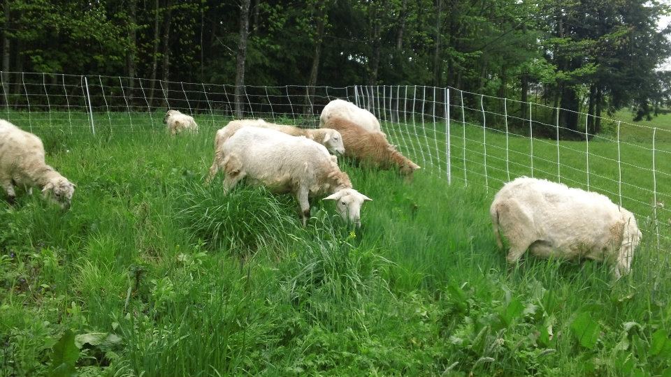 The girls grazing in May at Howling Wolf Farm.  In the center is 711, the subject of this reflection, in happier days.