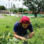 Vic collecting L. decemlineata beetles in Mexico