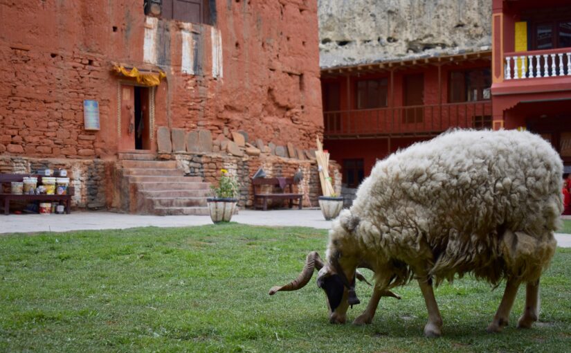 Image of sheep in front of monastery
