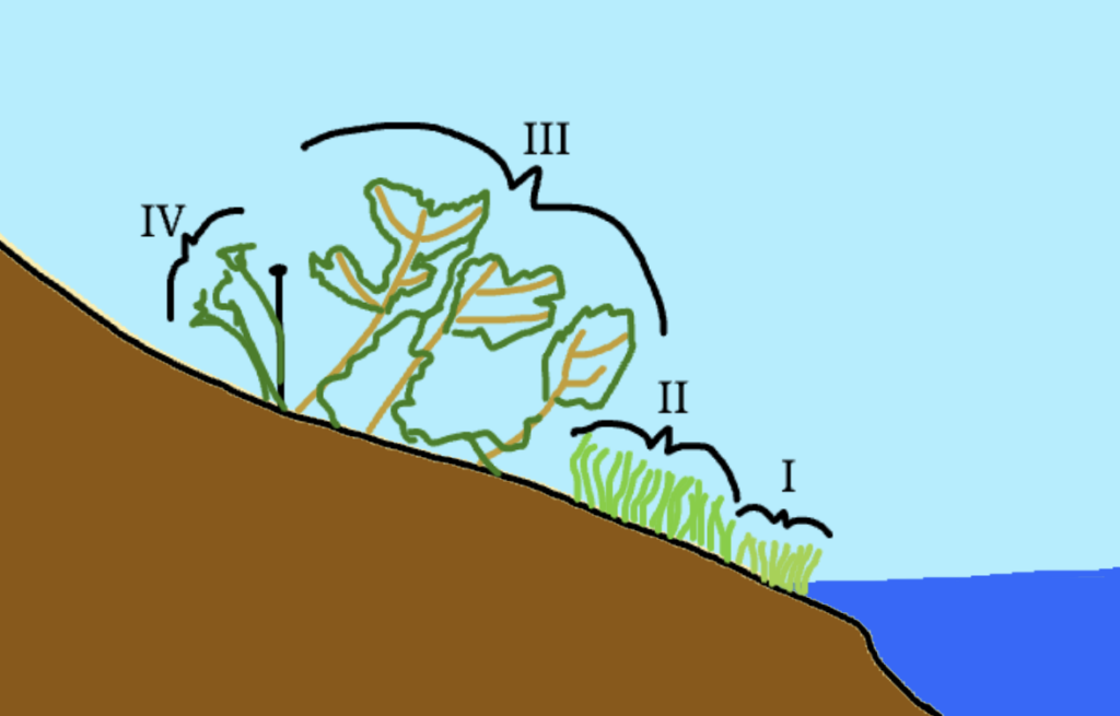 The Plant groups at the pond
