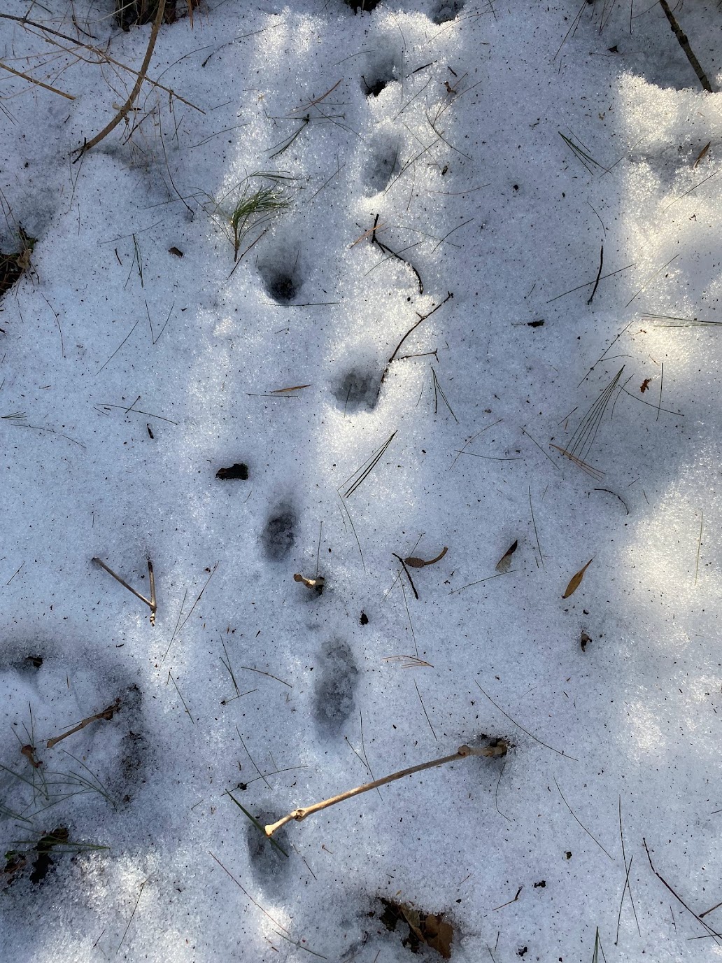 iNaturalist Exploration – Ann's Phenology Blog