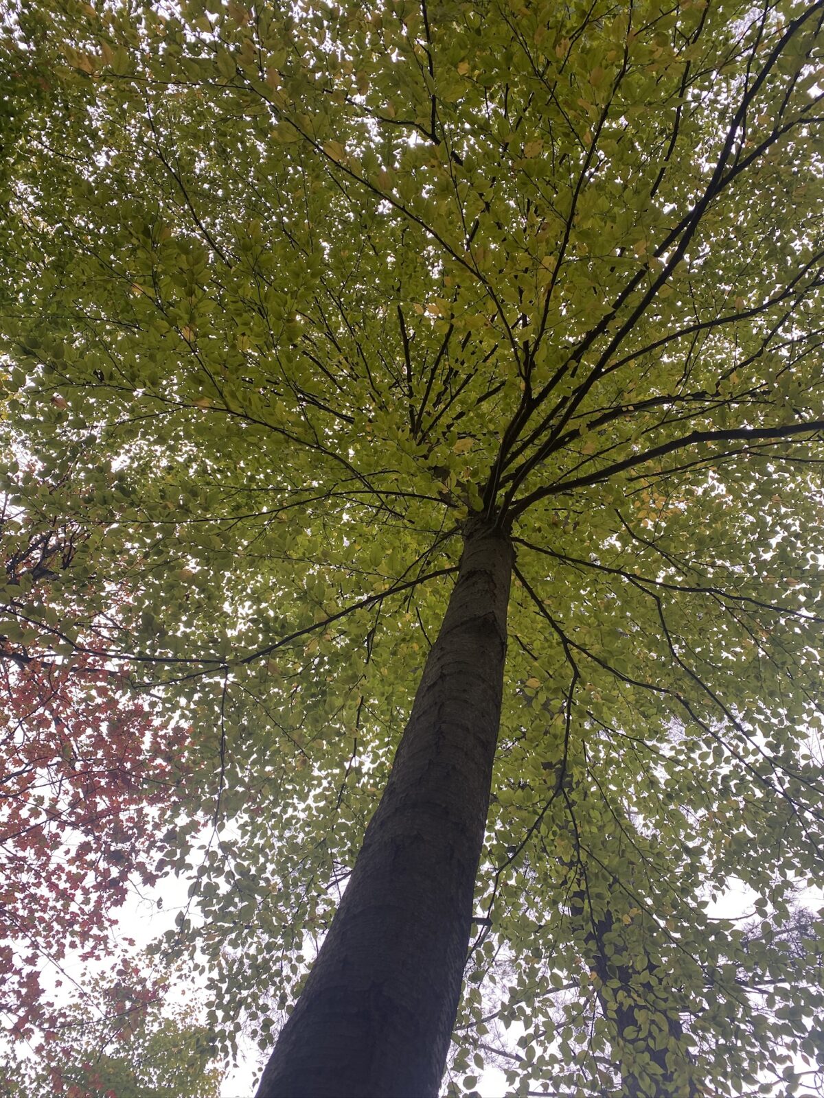 Trinity Woods Introduction