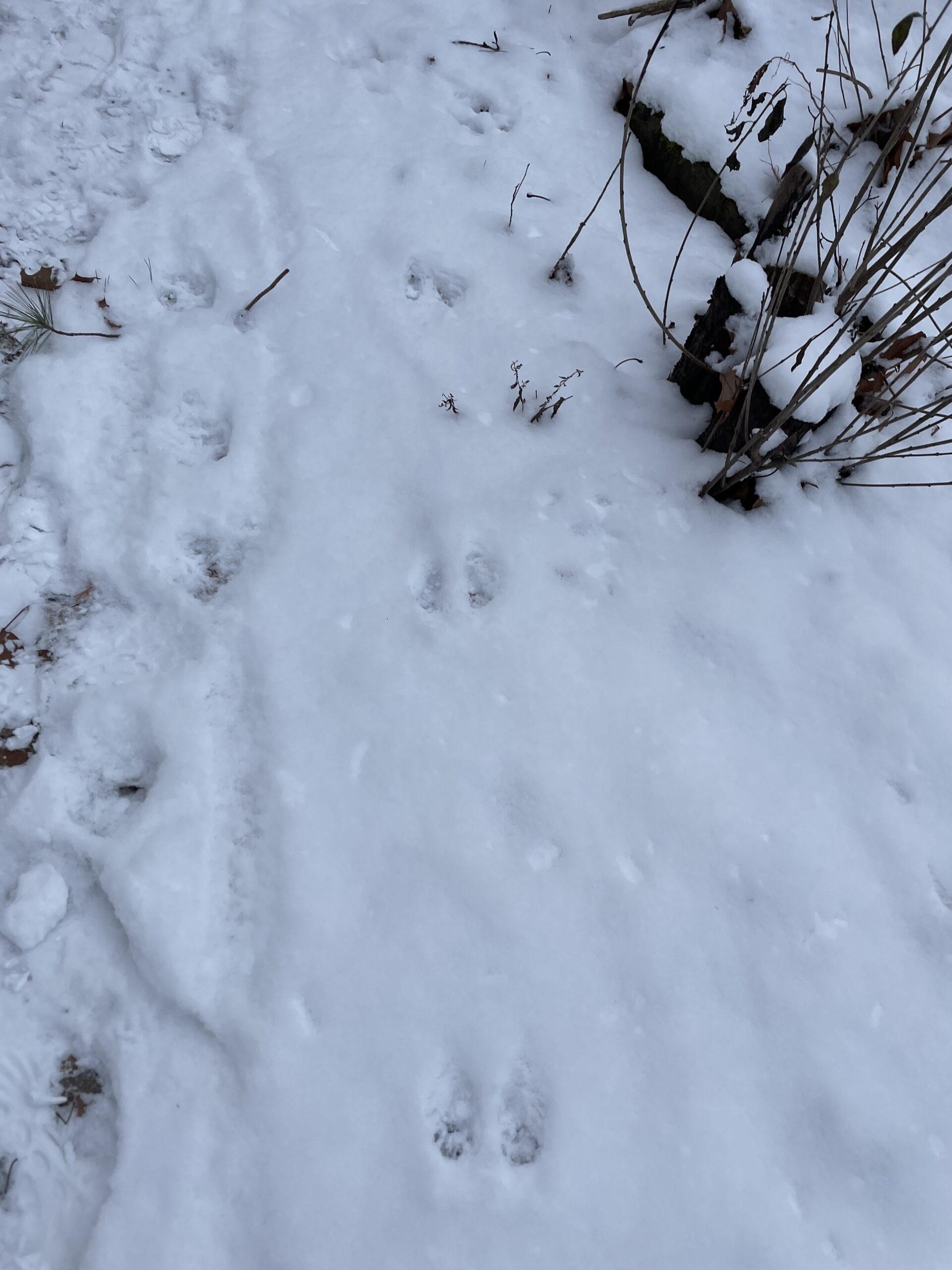 Wildlife Tracking: – Aiden Mason-Velasquez’s Phenology Blog