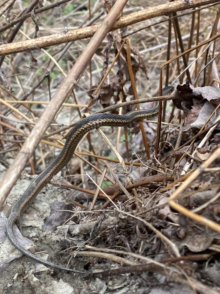 Phenology Site-Adam Ruff – A UVM blog