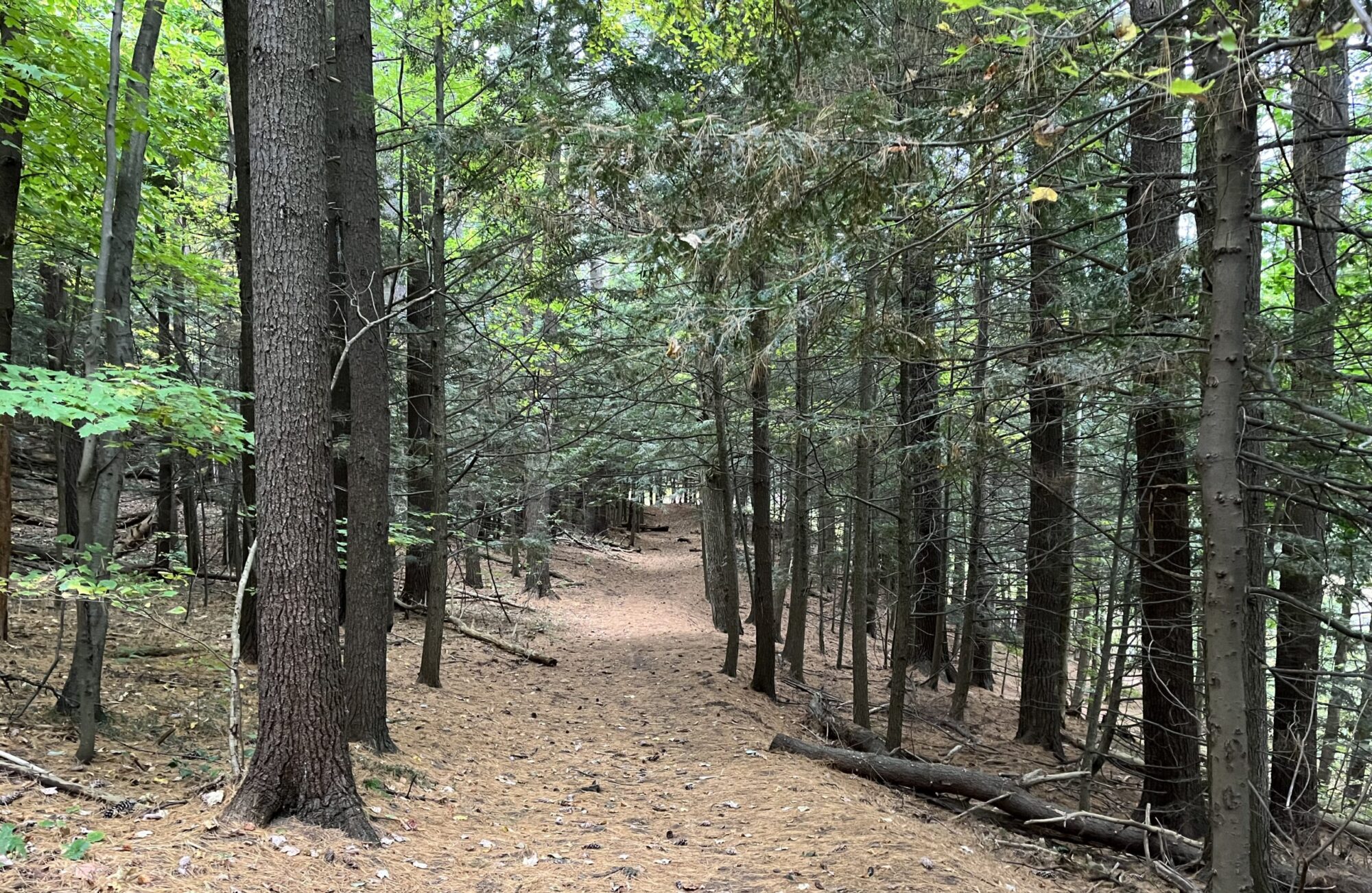 Phenology Site Project!