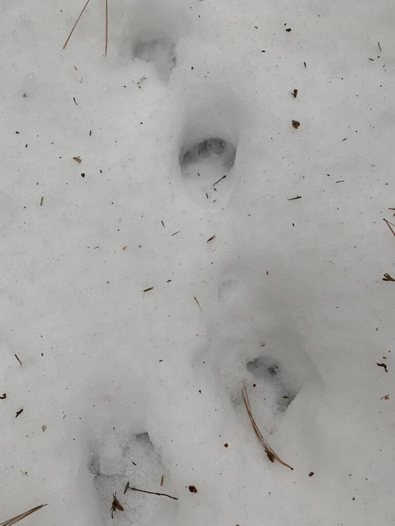 Tracks and Scat – Avery Absolon’s Phenology Site
