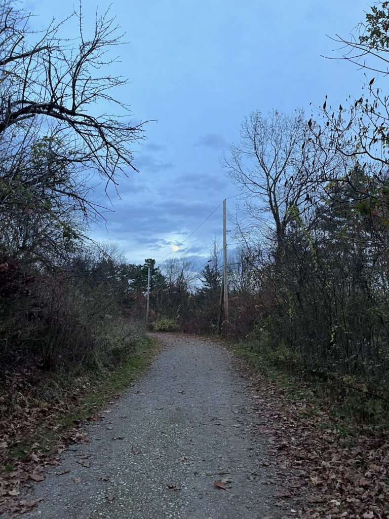 Path to Rock Point at night, lined by trees with very few to little leaves highlighting the changing of seasons