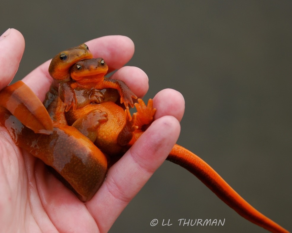 A hand holding a frog

Description automatically generated