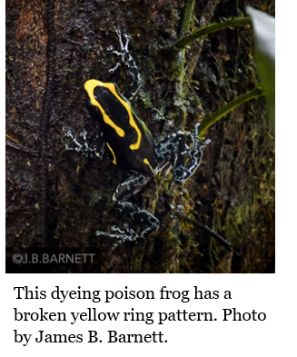 Text Box: This dyeing poison frog has a broken yellow ring pattern. Photo by James B. Barnett.