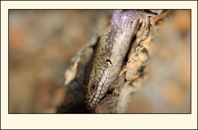 A close up of a lizard

Description automatically generated