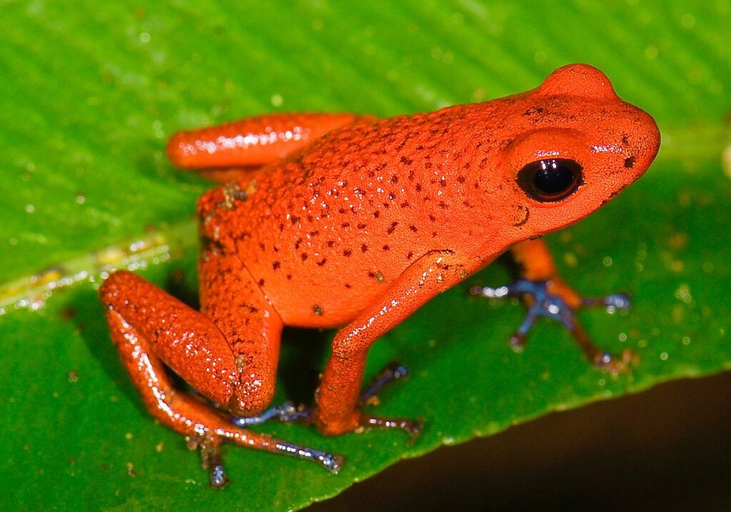 Strawberry frogs are fickle in love