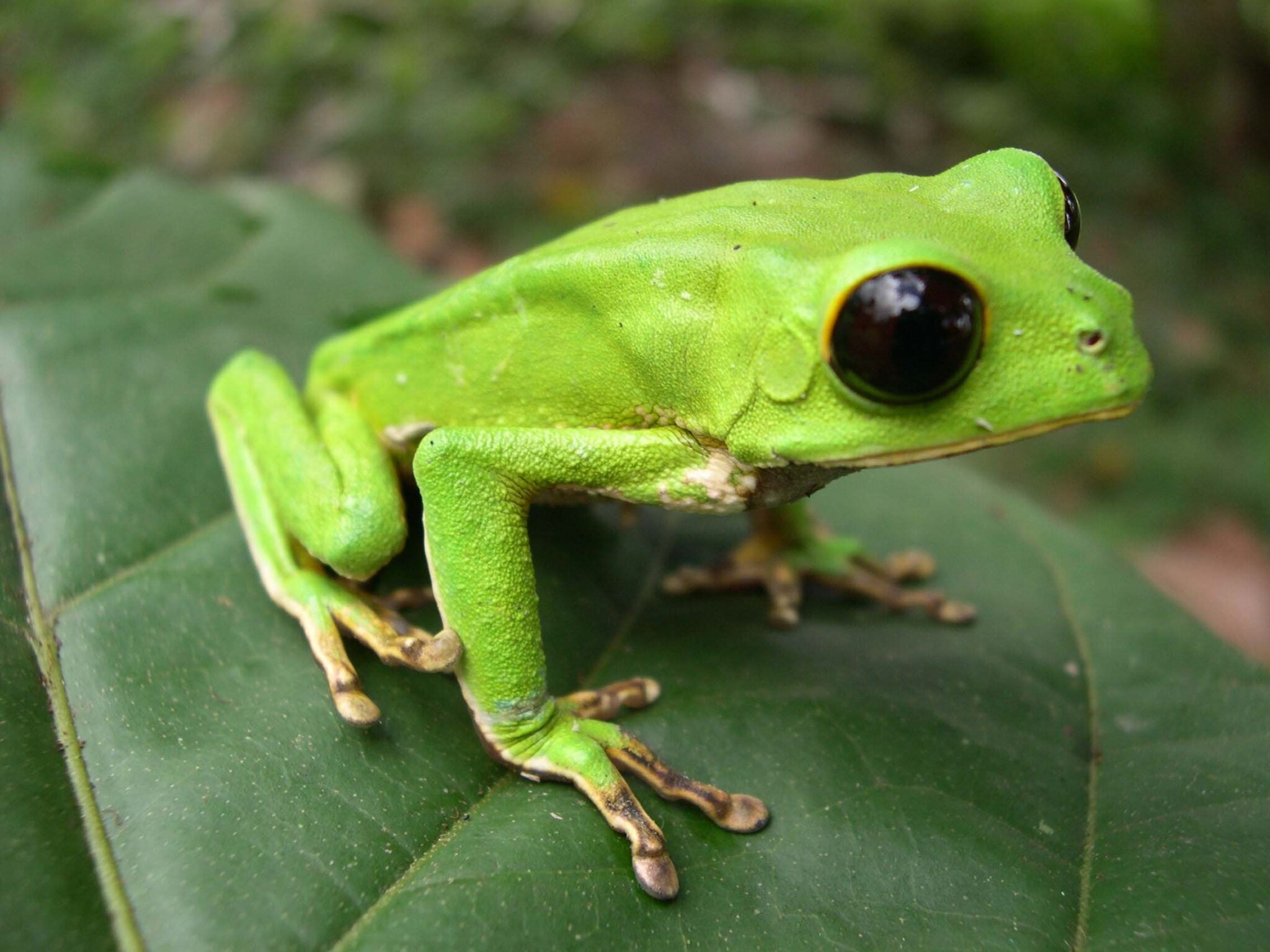 What frog heat tolerance can tell us about climate change UVM Field