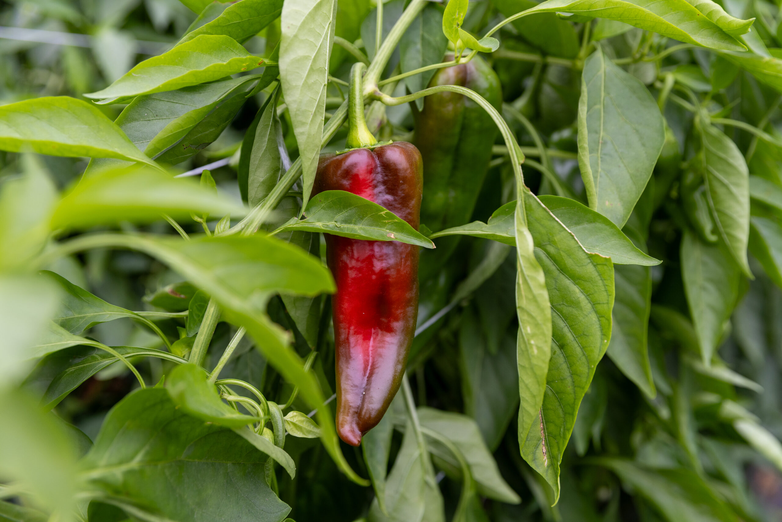 Growing Upwards: Trellising Peppers and Eggplants in Tunnels