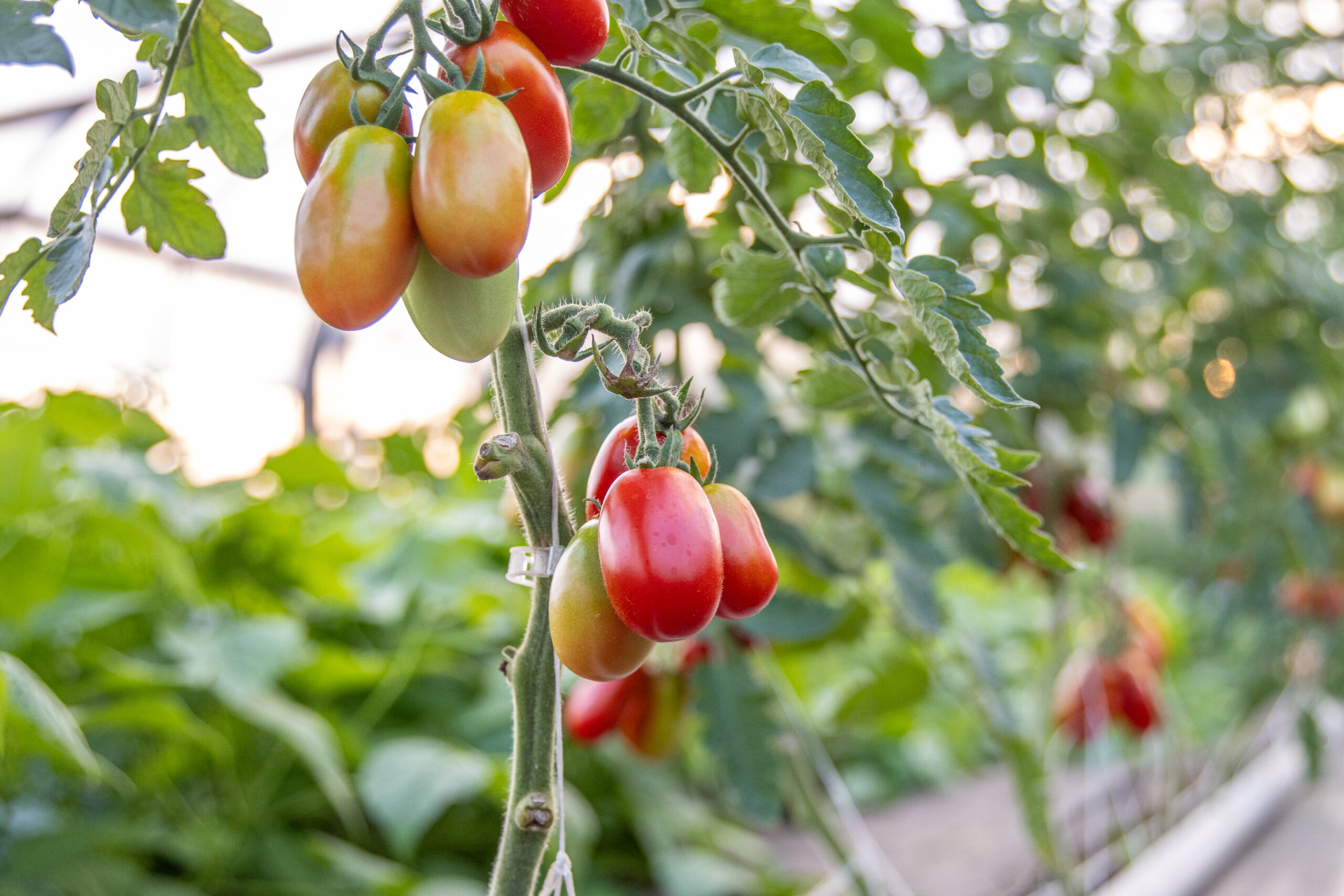 Reap the Rewards of Improved Summer Tunnel Fertility Management
