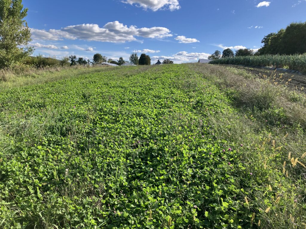 Clover cover crop on slope