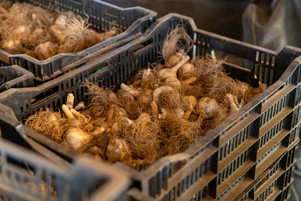 Garlic stored in barn
