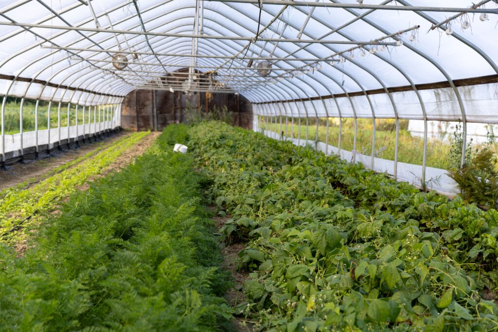 Vegetable crops in a high tunnel