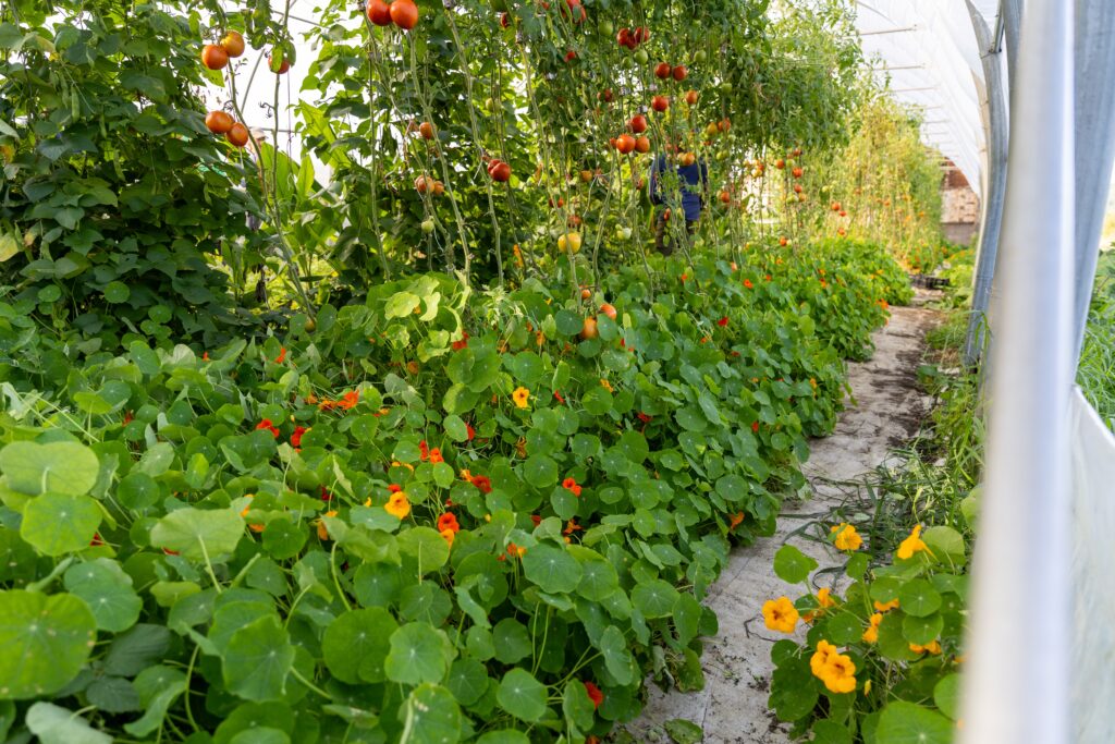 Tomatoes and flowers  in a high tunnel