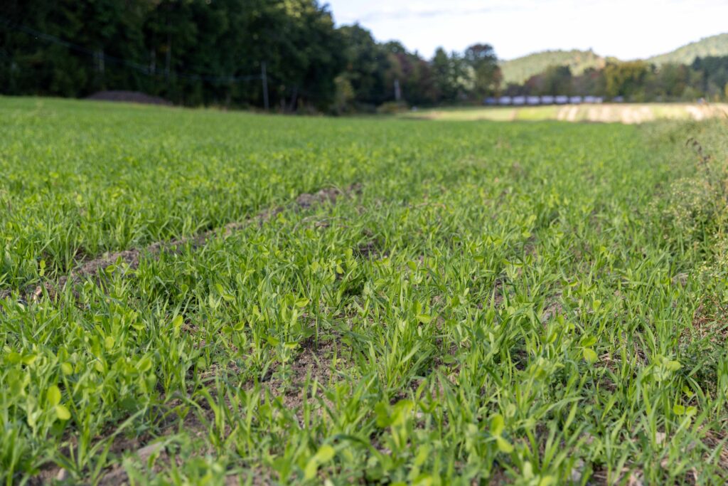 Oat and pea cover crop close up