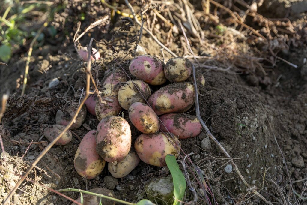 Pinto gold potatoes