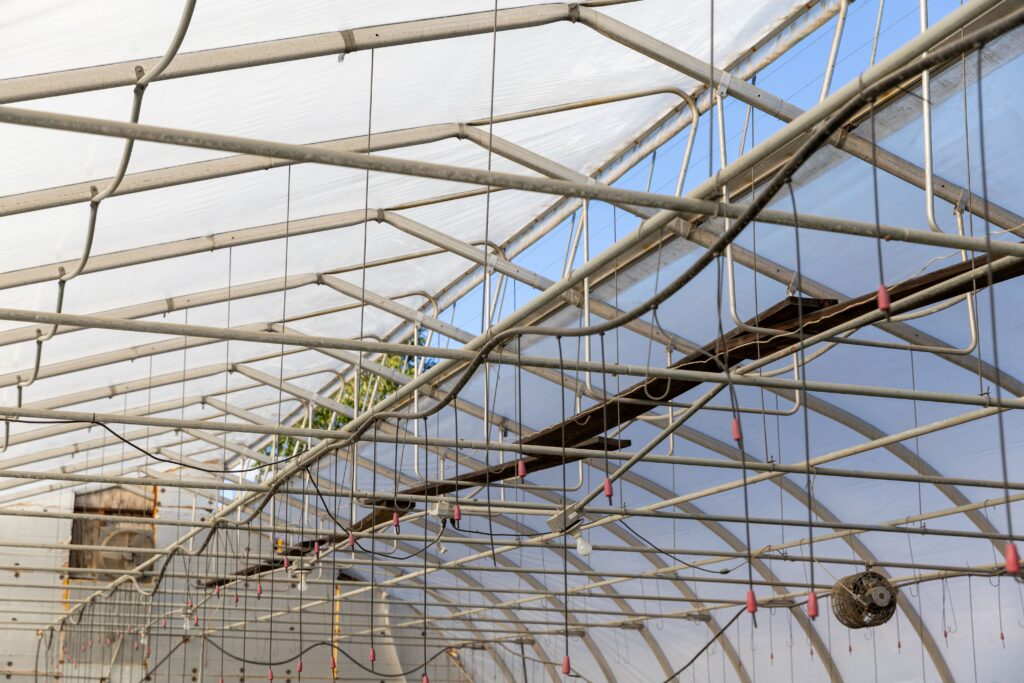 Greenhouse photo showing ridge vent 