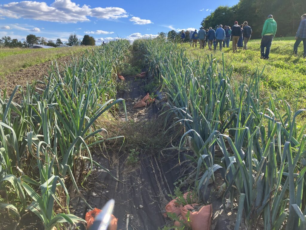 Leeks on plastic mulch with weed mat