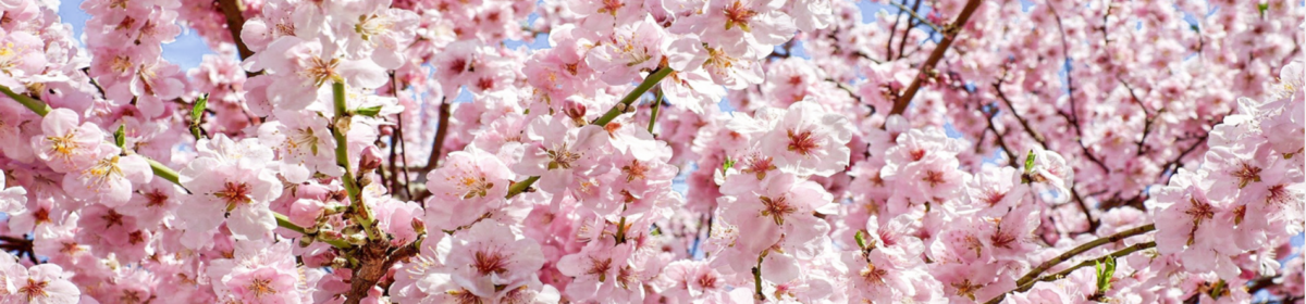 Phenology Blog-Emma Ricks