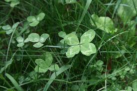 Four-Leaf Clovers Considered Lucky ...