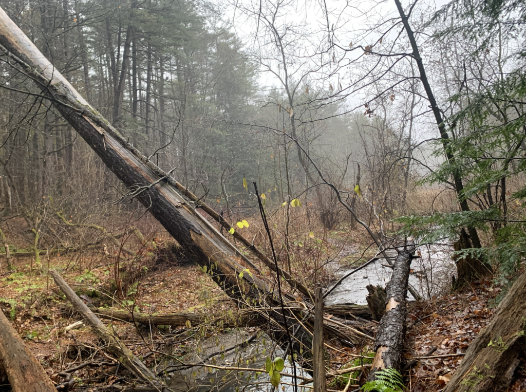 Centennial Woods, Burlington, Vt – Elizabeth Hutchins Phenology