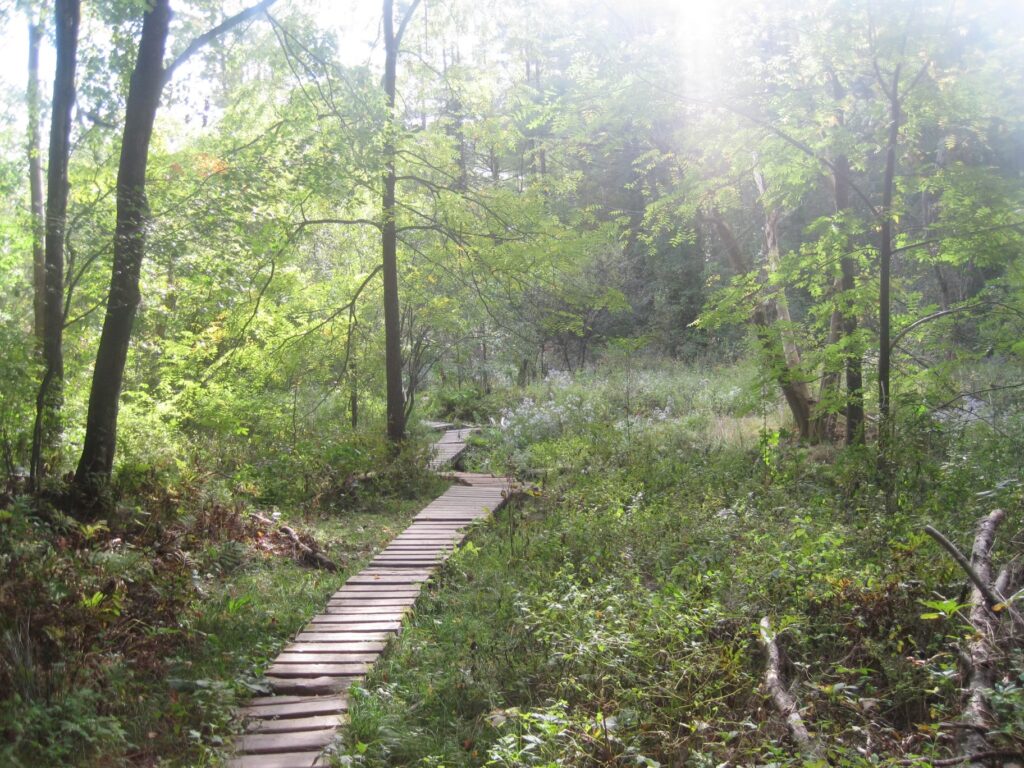 Centennial Woods Introduction – Centennial Woods Phenology Project