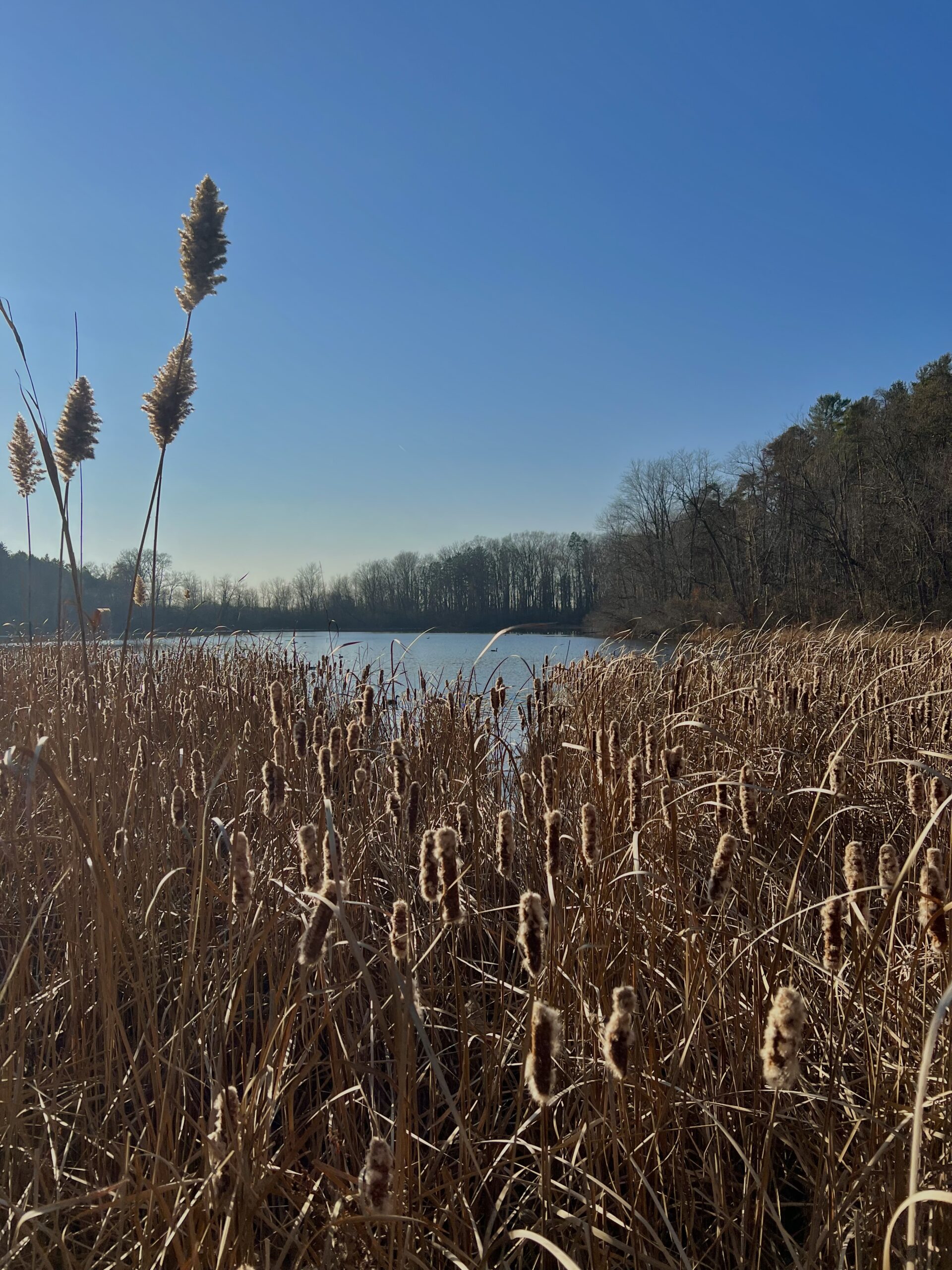 Coming Home – Saginaw Forest – Redstone Quarry – Phenology Assignment Blog