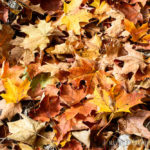 Autumn-Leaves-on-the-Ground-2881015191135