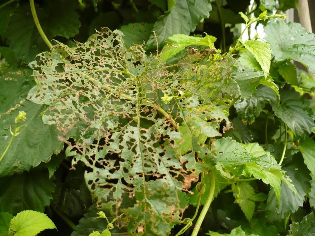 Japanese beetles on hops in the Northeast – What's Hoppening: Musings ...